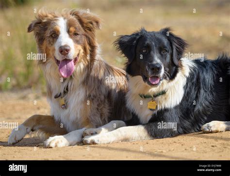 Australian Cattle Dog Border Collie Mix Fotos E Imágenes De Stock Alamy