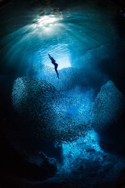 British Photograph Scoops Top Prize In The 2019 Underwater Photography