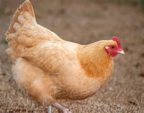 top 10 best egg laying chicken breeds fresh eggs daily 174 rezfoods resep masakan indonesia