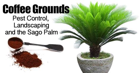 These pests most often come into the home on newly purchased plants or on those that have been outside for the summer. Coffee Grounds, Pest Control, Landscaping and the Sago ...