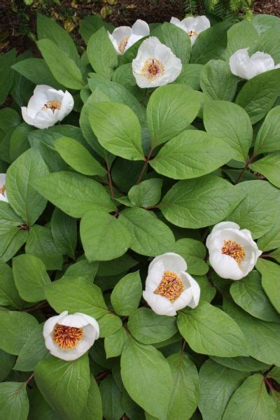 Excellent grower with beautiful foliage. Paeonia obovata ssp. obovata var. willmottiae | Rabbit ...