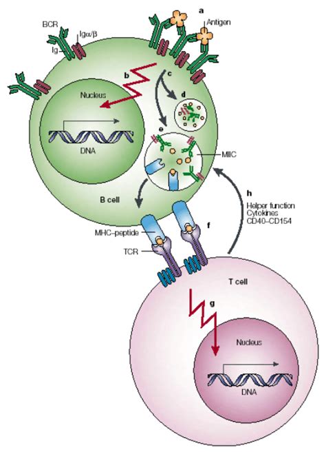 The Functions Of Bcr In B Cell Activation Following Antigen Binding