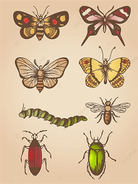 Hand Drawn Insects Vector Art Png Set Of Vector Hand Drawn Vintage