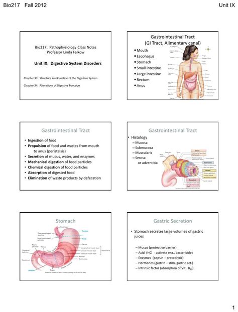 Digestive System Disorders Stomach Small Intestine Large Intestine