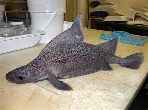 Why Dogfish Is Called Dogfish