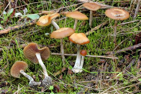 Psilocybe Cyanescens Wikipedia