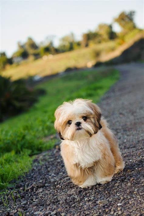 Adopt One Of These Hypoallergenic Dogs For Endless Cuddles Dog Breeds