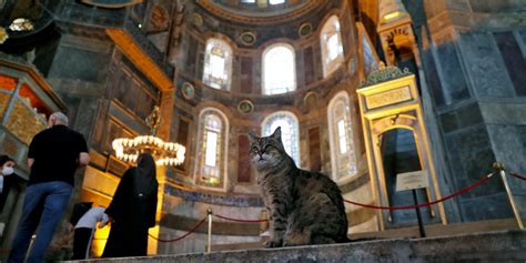 Celebrity Cat Living In Istanbul S Hagia Sophia Isolated After
