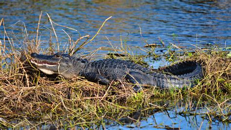 Wildlife Identification Identify Florida Wildlife Florida Hikes