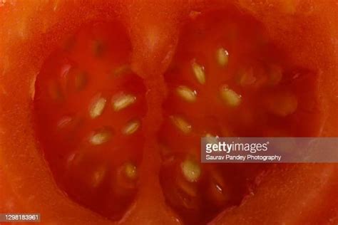 Image Of Tomato Photos And Premium High Res Pictures Getty Images