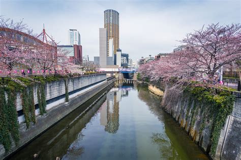 Sakura Season Over Meguro River In Nakameguro Tokyo Southern Region