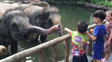 Elephant Feeding Singapore Zoo Youtube