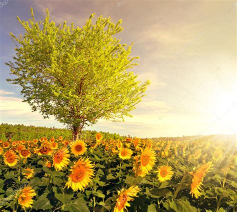 Sunflower Field With Tree Stock Photo By ©vencav 68133661