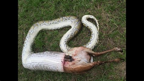 python swallows white tailed deer that outweighed it in record setting meal
