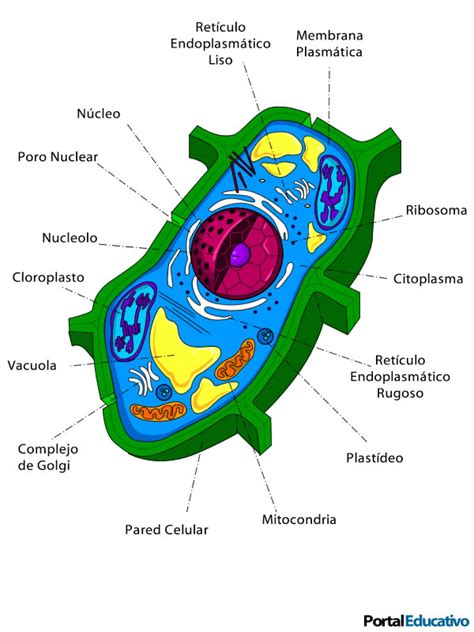 Las Partes De Una Celula Eucariota Dinami Images