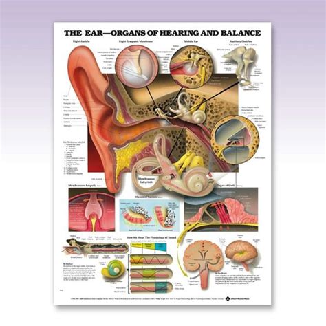 Ent Hearing Balance Ear Anatomy Anatomy Medical Knowledge