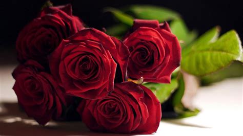 Love rose wallpaper apk content rating is rated for 3+ and can be downloaded and installed on android devices supporting 8 api and above. Rose flower images, photos, rose pictures & wallpapers ...
