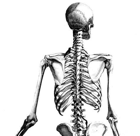 Human Skull Medical Illustration Poster Anatomy By
