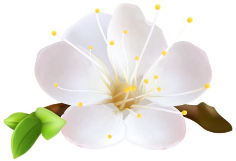 Flores Flor Bonita Branca 3 Png Imagens E Moldes Com