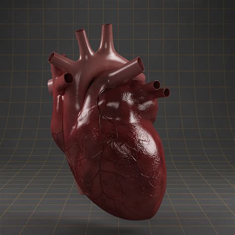 3d Model Heart Organ