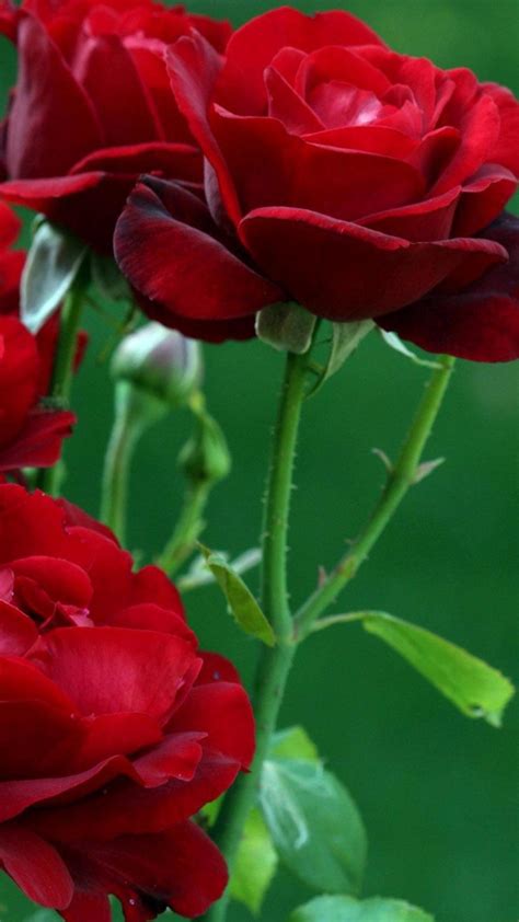 Mobile Red Rose Flowers Wallpapers Wallpaper Cave