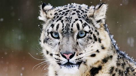 Over A Hundred Snow Leopards In And Around Urumqi City Capital Of