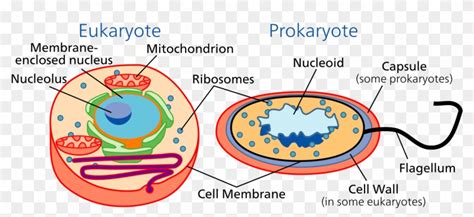 Cell Biology Wikipedia Prokaryotes And Eukaryotes Hd Png Download