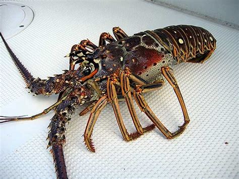Lobster Lobster Unggulan Khas Perairan Indonesia Jejak Online