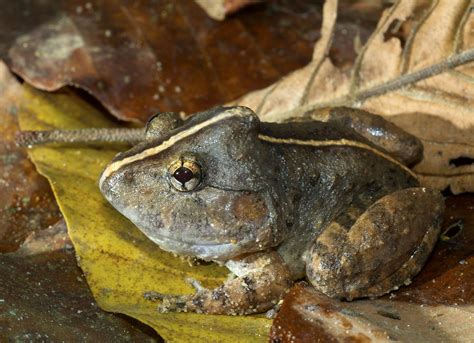 The Secret Life Of A Fanged Frog With An Enormous Head The Australian