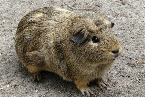 How Big Do Guinea Pigs Grow Amazing Things To Know Petcosset