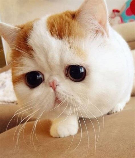 Maklum lah, tinggal dengan kakak yang dah beranak pinak…so, kena dengar laa cakap dia…kalau tak dengar, dihalau dengan penyapu aku dibuatnya.hahaa…okay, sekarang nih aku nak tunjuk gambar kucing yang paling comel kat korang.jom…layan…dowh!!! Oh Si Mata Bulat: COMEL! 5 Gambar Kucing Paling Comel