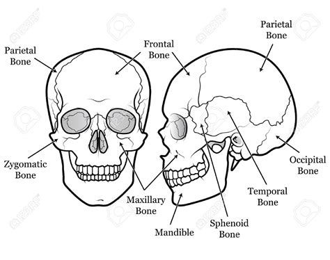 Human Head Anatomy Drawing At Getdrawings Free Download
