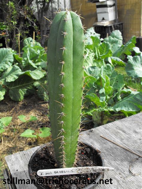 What is san pedro cactus? Trichocereus 'Parque de las Leyendas' Peru