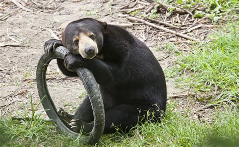 One Of Our Rescued Sun Bears Is Resting Her Head For A Bit At Wfft