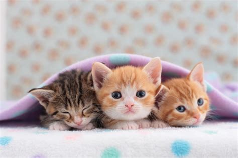 Tiny Cute Little Kittens 75 Insanely Adorable Tiny Kittens Kittens