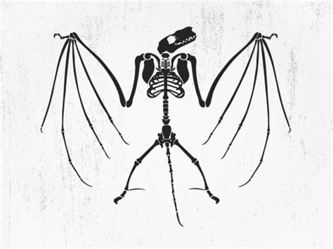 1 Bat Skeleton Svg Designs And Illustrations