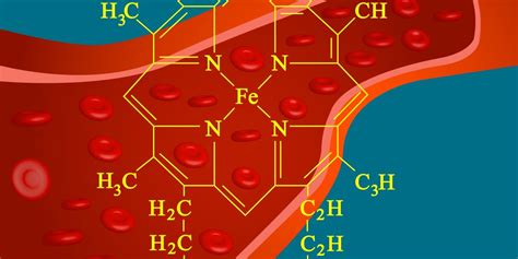 Function And Synthesis Of Hemoglobin Medical Yukti