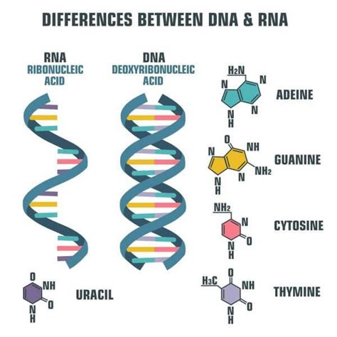 Describe The Roles Of Nucleic Acids Dna And Rna