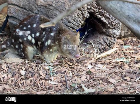 Spotted Quoll Stock Photo Alamy