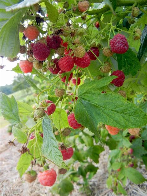 Raspberries Growing On The Branches Of A Tree