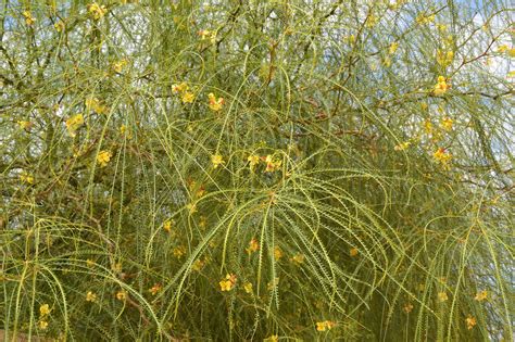 Palo Verde Plant Care And Growing Guide