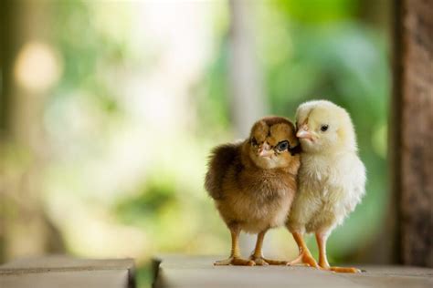 Sexing Chicks How To Determine Gender Of Your Chickens Freedom
