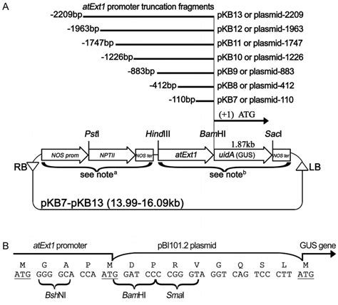 A Map Of The Recombinant Plasmids PKB7 To PKB13 Showing Major Restriction Sites And.ppm