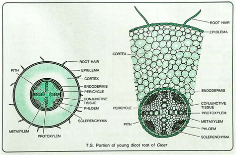 Anatomy Of Dicot And Monocot Root