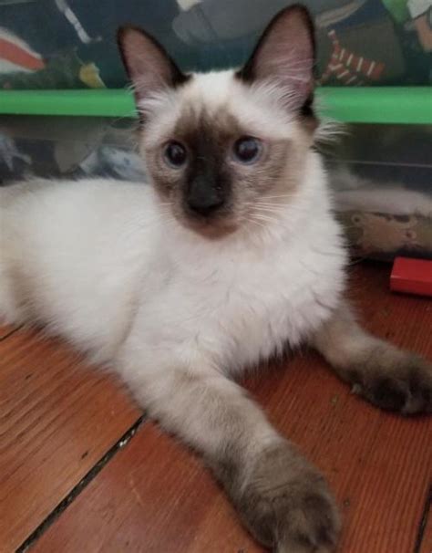 Livia Siamese Balinese Cat For Adoption In Philadelphia