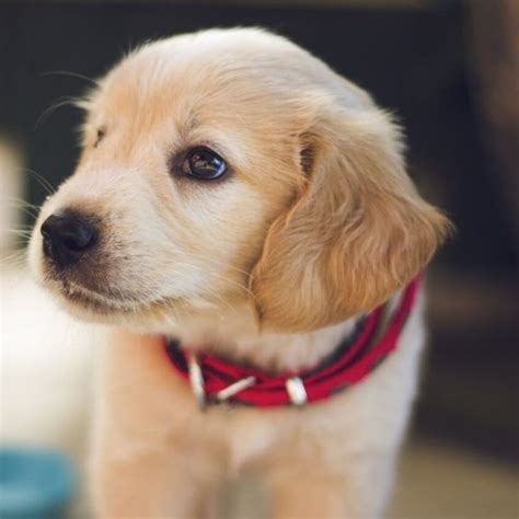 The cost to buy a golden retriever varies greatly and depends on many factors such as the breeders' location, reputation, litter size, lineage of the puppy, breed popularity (supply and demand), training, socialization efforts, breed lines and much. Golden Cocker Retriever Puppies For Sale In California