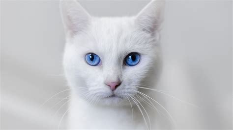 White Cat Blue Eyes Wallpaper 1920x1080 14554