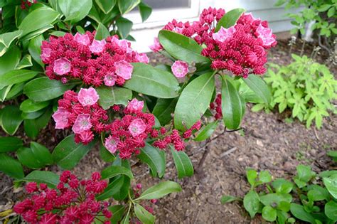 Raspberry Glow Mountain Laurel Raspberry