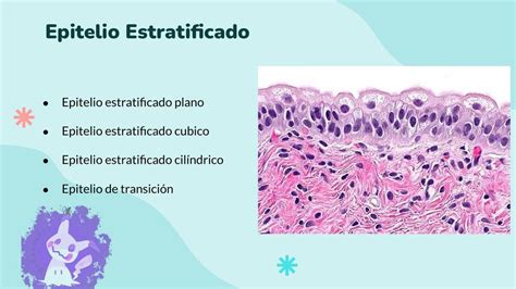 Resúmenes De Epitelio Estratificado Descarga Apuntes De Epitelio