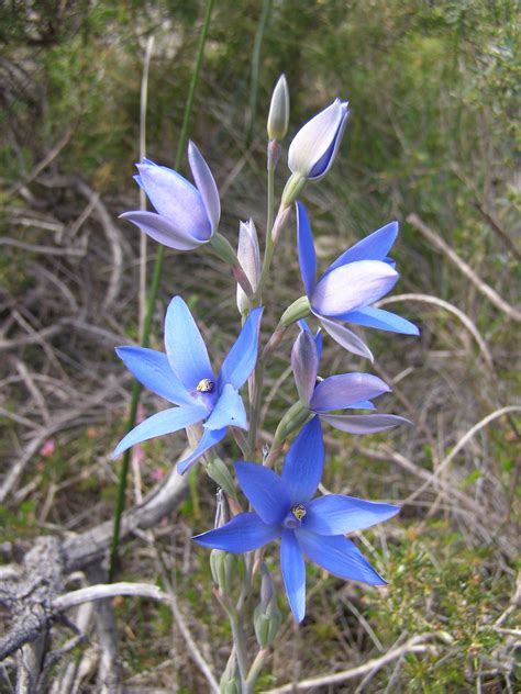 Native Blue Wildflowers Whistlepipe Gully Western Australia 2011